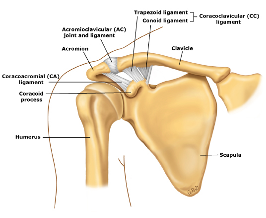 Anatomy of shoulder_normal ligaments